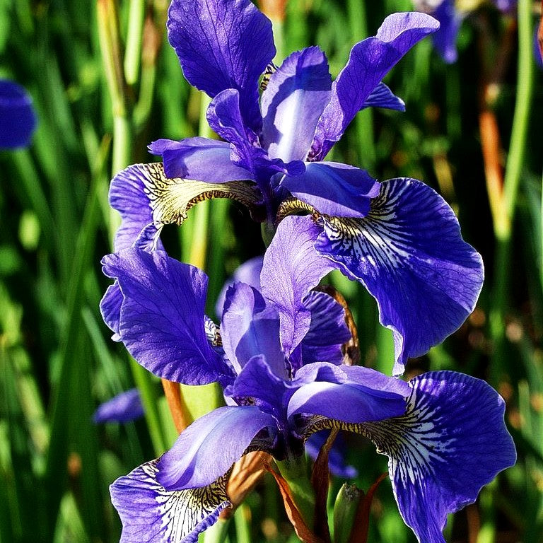 Bartlose Wiesen-Schwertlilie 'Phosphorflamme' (Iris sibirica)