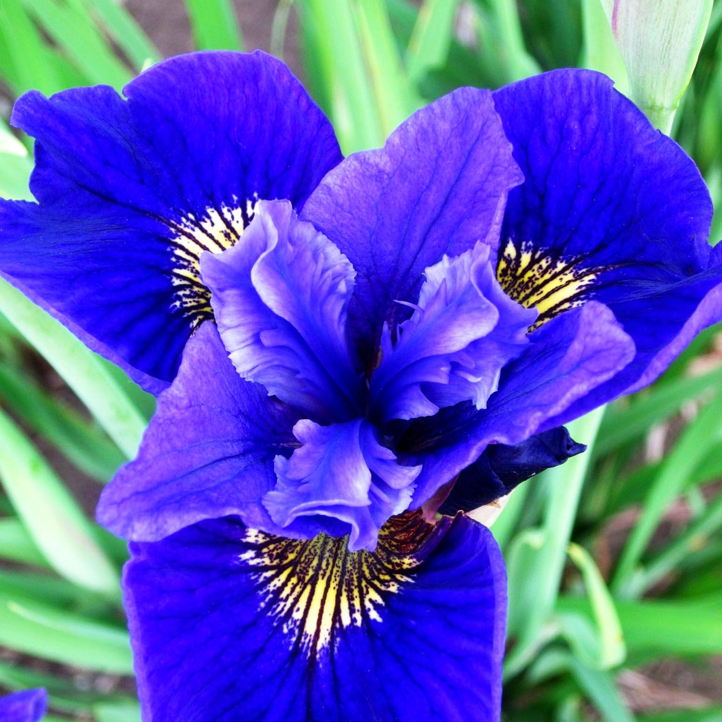 Bartlose Wiesen-Schwertlilie 'Ruffled Velvet' (Iris sibirica)