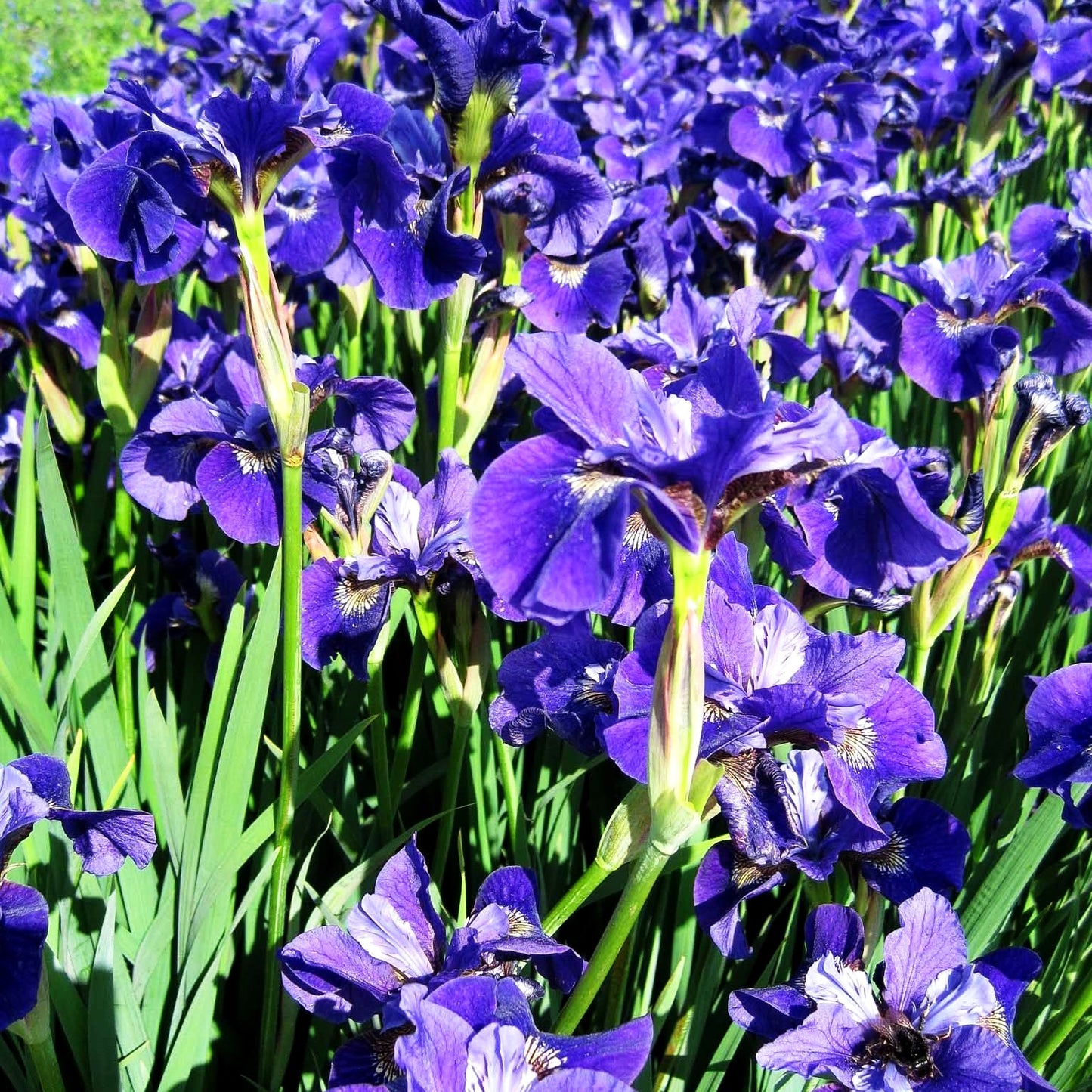 Bartlose Wiesen-Schwertlilie 'Ruffled Velvet' (Iris sibirica)