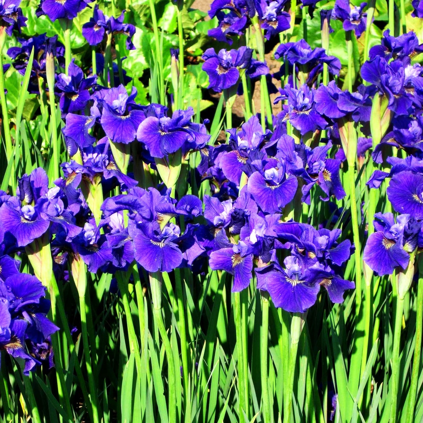 Bartlose Wiesen-Schwertlilie 'Ruffled Velvet' (Iris sibirica)