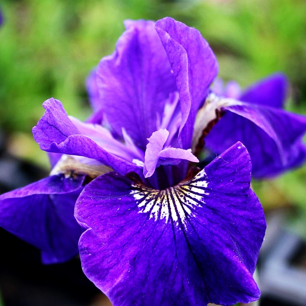 Bartlose Wiesen-Schwertlilie 'Ruffled Velvet' (Iris sibirica)