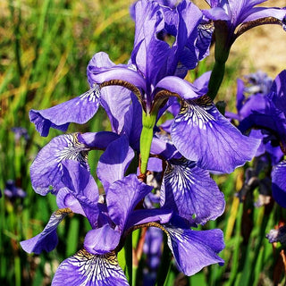 Bartlose Wiesen-Schwertlilie 'Strandperle' (Iris sibirica)