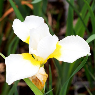 Bartlose Wiesen-Schwertlilie 'Viel Schnee' (Iris sibirica)