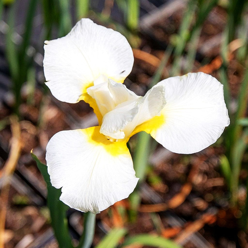 Bartlose Wiesen-Schwertlilie 'Viel Schnee' (Iris sibirica)