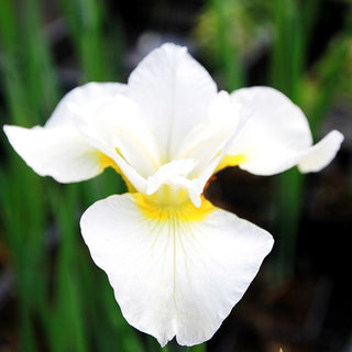 Bartlose Wiesen-Schwertlilie 'White Swirl' (Iris sibirica)