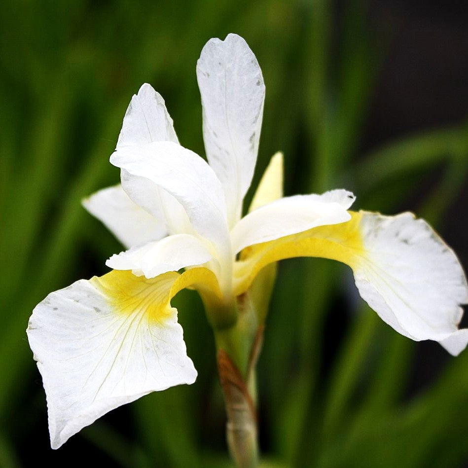 Bartlose Wiesen-Schwertlilie 'White Swirl' (Iris sibirica)