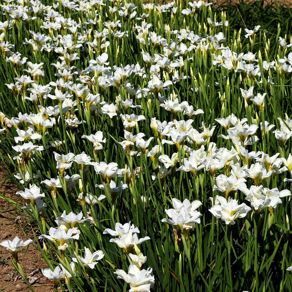 Bartlose Wiesen-Schwertlilie 'White Swirl' (Iris sibirica)