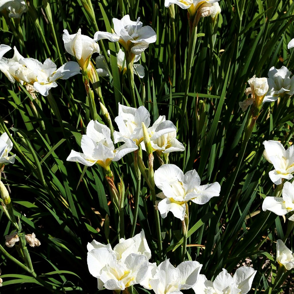 Bartlose Wiesen-Schwertlilie 'White Swirl' (Iris sibirica)