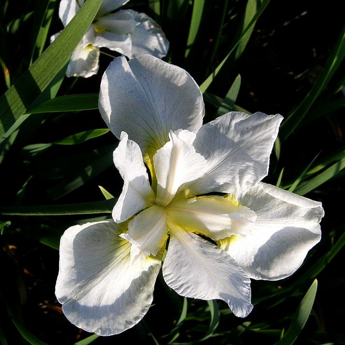 Bartlose Wiesen-Schwertlilie 'White Swirl' (Iris sibirica)