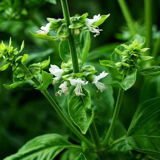 Basilikum 'Genovese' (Ocimum basilicum)