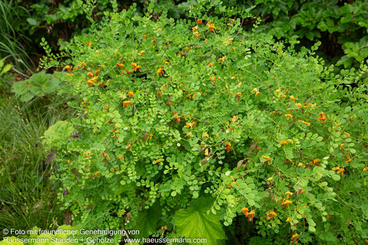 Bastard-Blasenstrauch 'Copper Beauty' (Colutea x media)