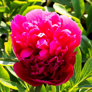 Bauerngarten-Pfingstrose 'Rosea Plena' (Paeonia officinalis)