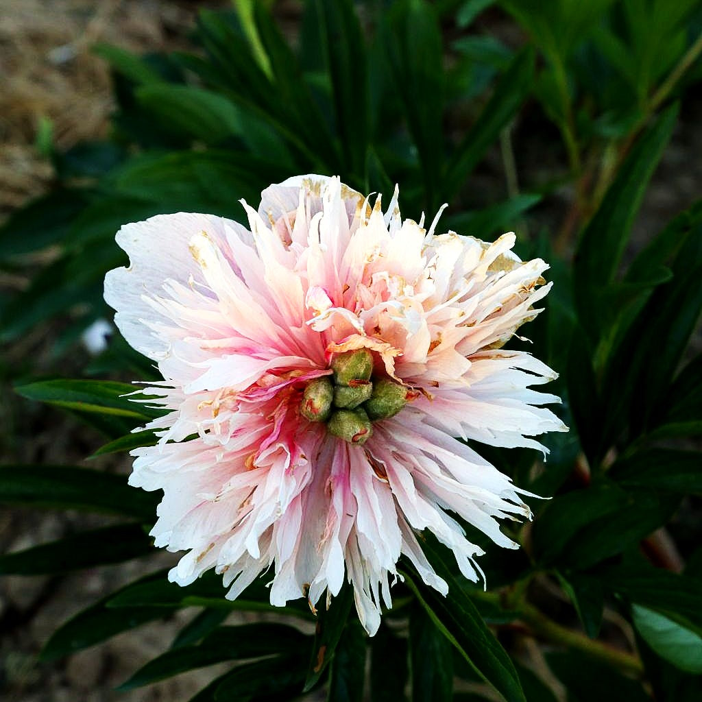 Bauerngarten-Pfingstrose 'Rosea Plena' (Paeonia officinalis)