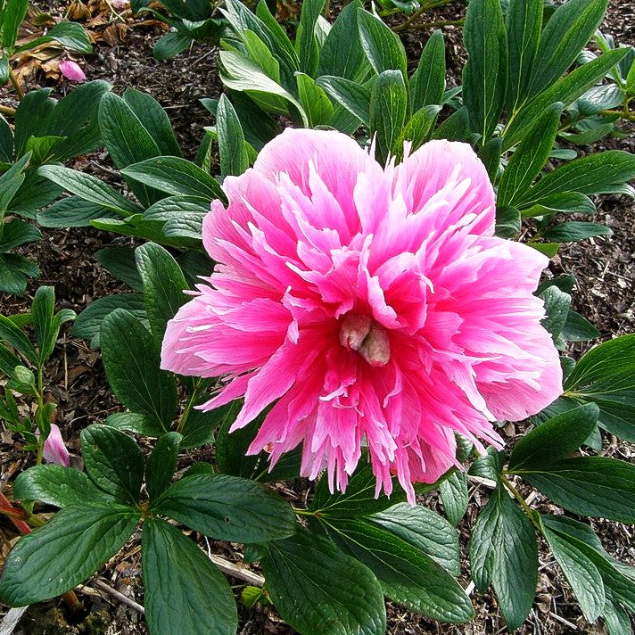 Bauerngarten-Pfingstrose 'Rosea Plena' (Paeonia officinalis)