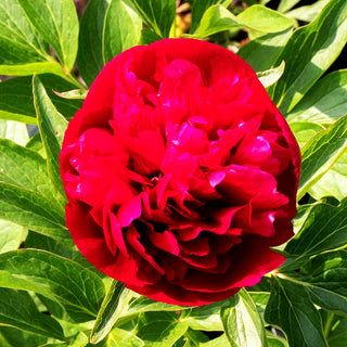 Bauerngarten-Pfingstrose 'Rubra Plena' (Paeonia officinalis)