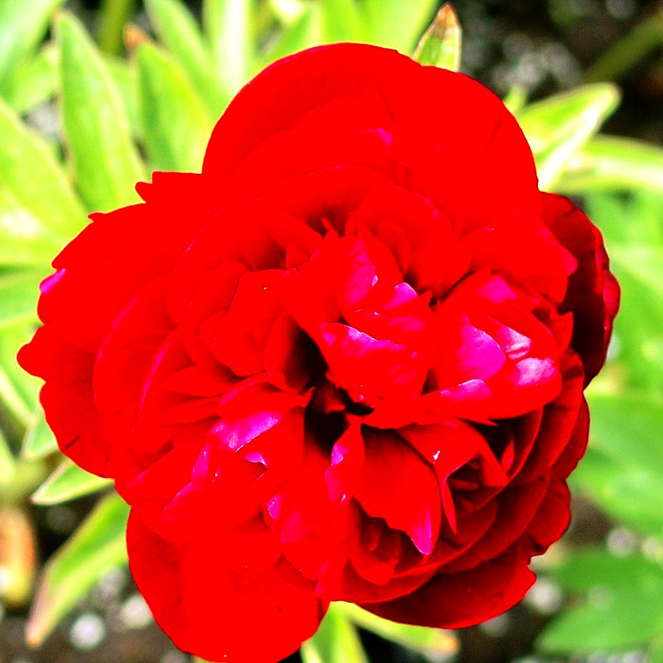 Bauerngarten-Pfingstrose 'Rubra Plena' (Paeonia officinalis)