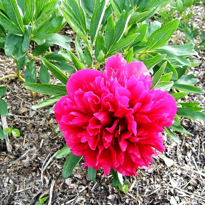 Bauerngarten-Pfingstrose 'Rubra Plena' (Paeonia officinalis)