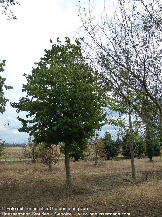 Baum-Hasel (Corylus colurna)