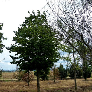 Baum-Hasel (Corylus colurna)