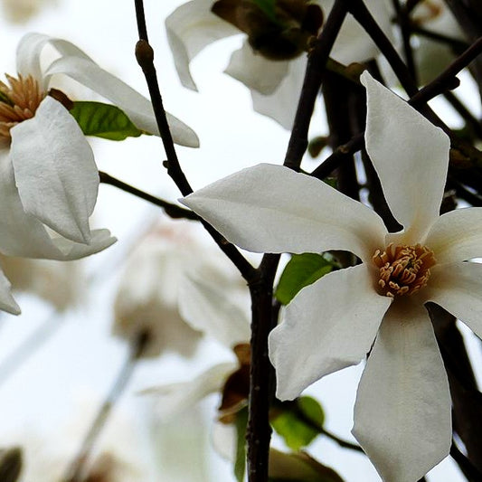 Baum-Magnolie (Magnolia kobus)
