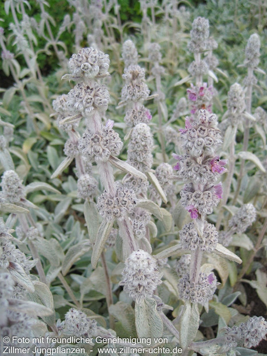 Baumwoll-Ziest 'Cotton Boll' (Stachys byzantina)