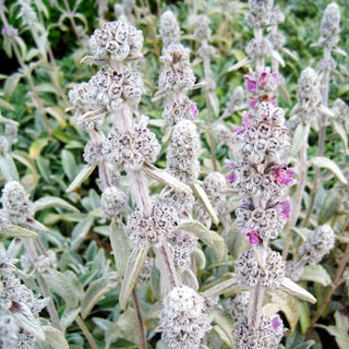 Baumwoll-Ziest 'Cotton Boll' (Stachys byzantina)