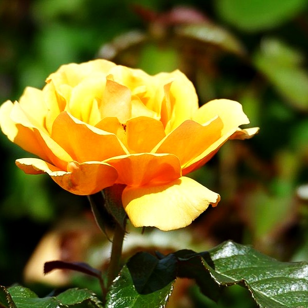 Beetrose 'Amber Queen' (Rosa BT III)