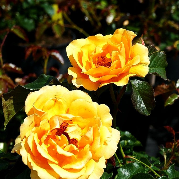 Beetrose 'Amber Queen' (Rosa BT III)