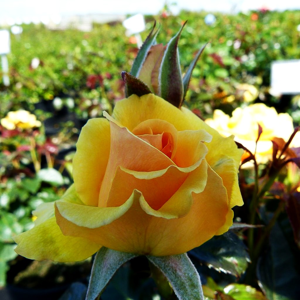 Beetrose 'Amber Queen' (Rosa BT III)