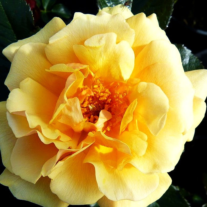 Beetrose 'Amber Queen' (Rosa BT III)