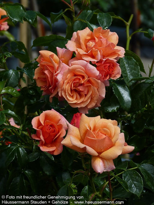 Beetrose 'Aprikola' (Rosa  BT III)