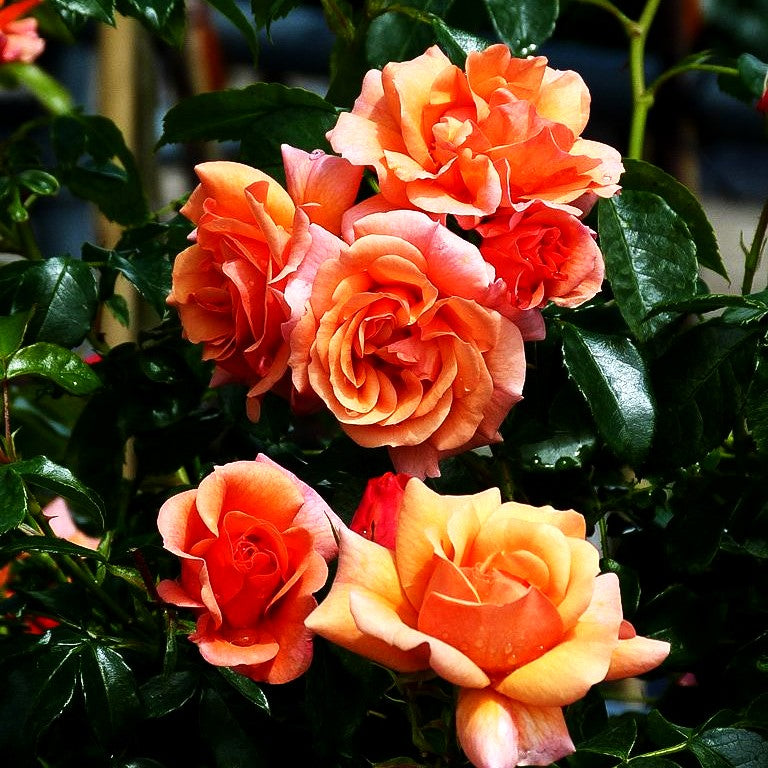 Beetrose 'Aprikola' (Rosa BT III)