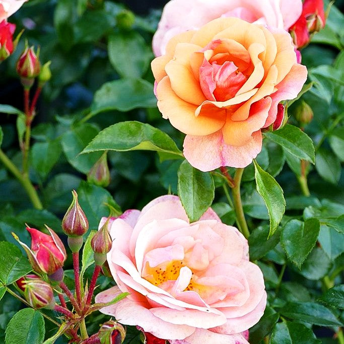 Beetrose 'Aprikola' (Rosa BT III)