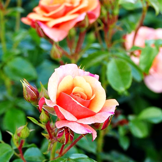 Beetrose 'Aprikola' (Rosa BT III)