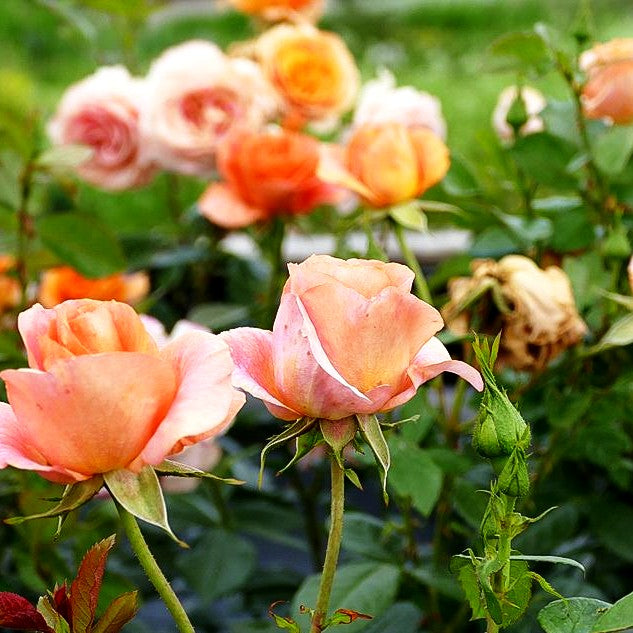 Beetrose 'Bengali' (Rosa BT IV)