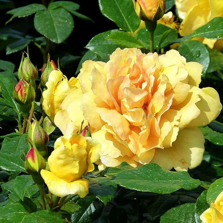 Beetrose 'Bernstein Rose' (Rosa BT IV)