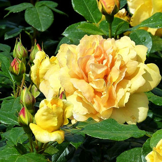Beetrose 'Bernstein Rose' (Rosa BT IV)