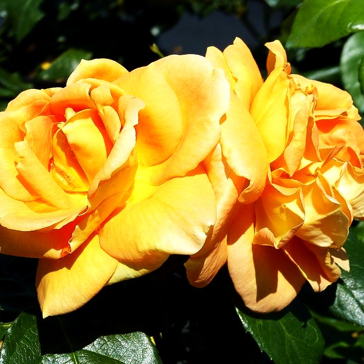Beetrose 'Bernstein Rose' (Rosa BT IV)