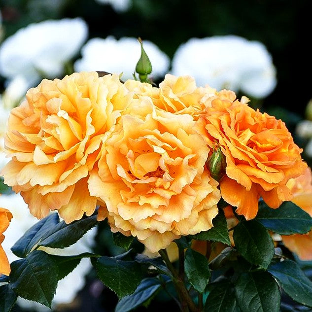 Beetrose 'Bernstein Rose' (Rosa BT IV)