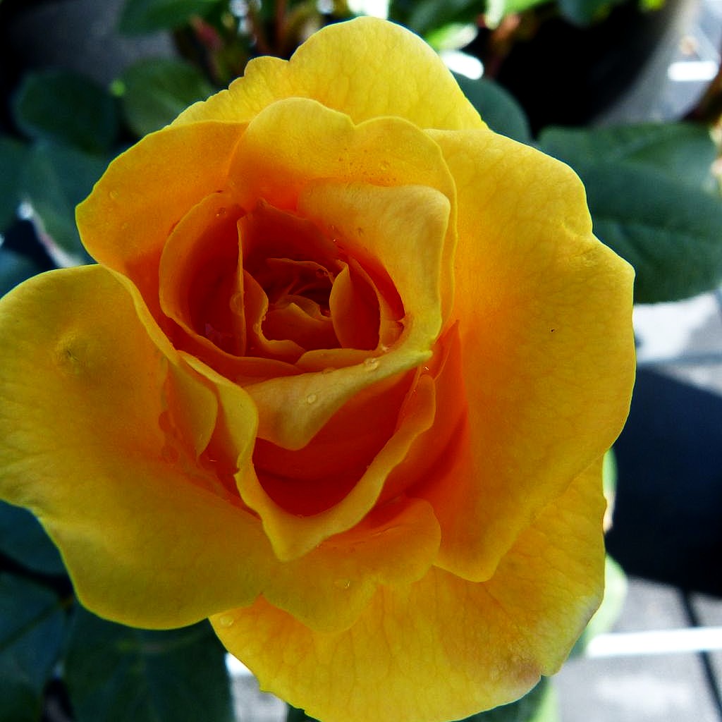 Beetrose 'Bernstein Rose' (Rosa BT IV)