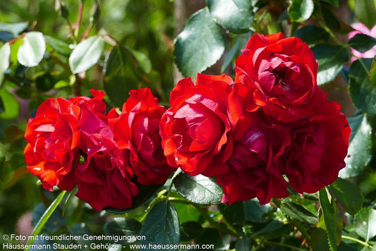 Beetrose 'Black Forest Rose'  -R- 'Black Forest Rose' (Rosa  BT III)