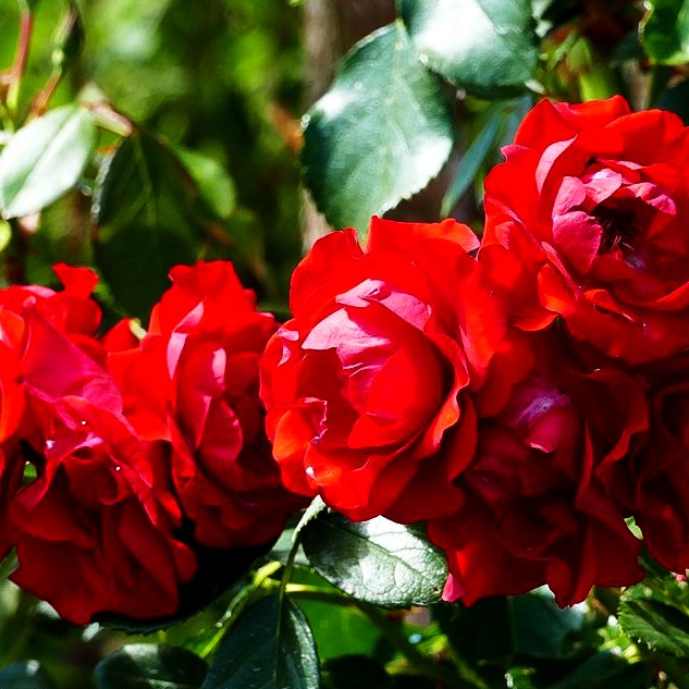 Beetrose 'Black Forest Rose' -R- (Rosa BT III)