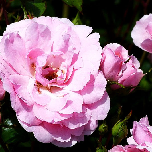 Beetrose 'Bonica 82' (Rosa BT III)