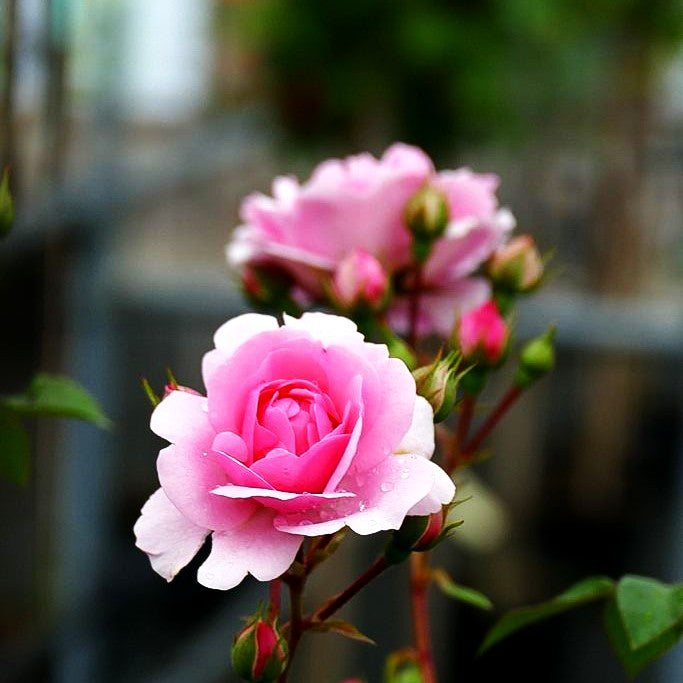 Beetrose 'Bonica 82' (Rosa BT III)