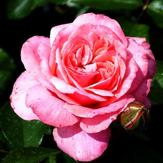 Beetrose 'Botticelli' (Rosa BT III)