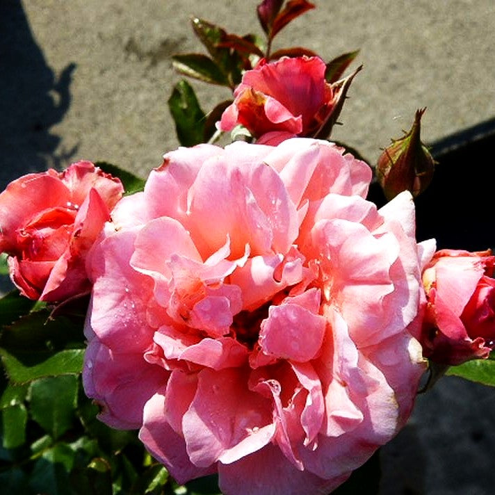 Beetrose 'Botticelli' (Rosa BT III)