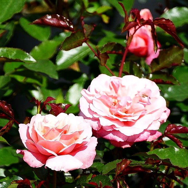Beetrose 'Botticelli' (Rosa BT III)