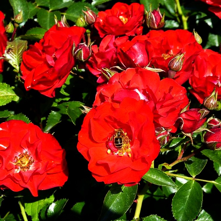 Beetrose 'Canzonetta' (Rosa BT IV)