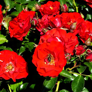 Beetrose 'Canzonetta' (Rosa BT IV)