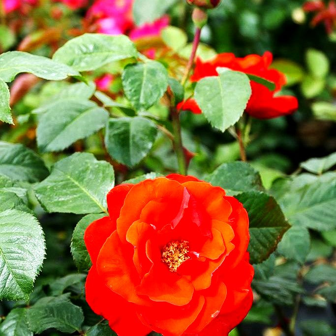 Beetrose 'Chorus' (Rosa BT II)
